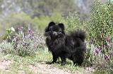 SPITZ ALLEMAND 049